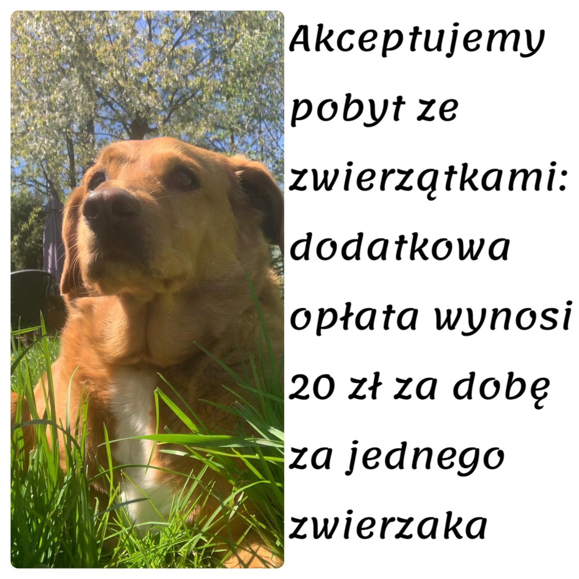 Domki Caloroczne - U Ptaka - Milkow Exterior foto